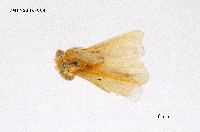 藏品(橙黃毒蛾)的圖片